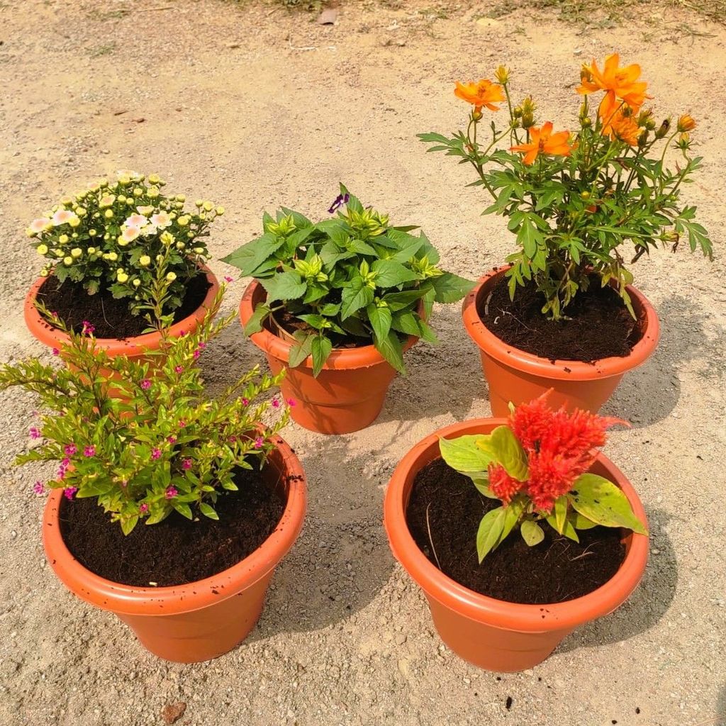 ATUL8895 - Set of 5 - Cuphea / False Heather, Chrysanthemum, Cosmos, Celosia & Torenia / Wishbone (any colour) in 7 Inch Classy Red Plastic Pot