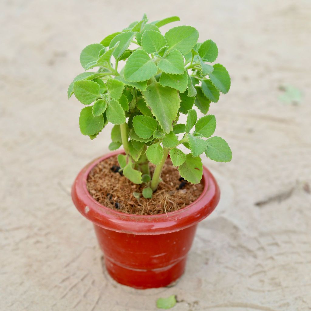 ATUL10369 - Ajwain in 6 Inch Classy Red Plastic Pot