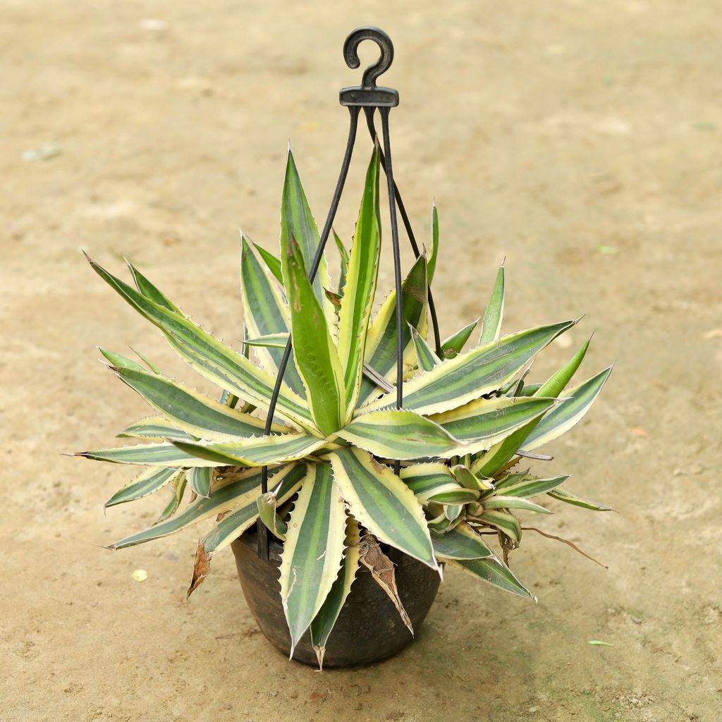 ATUL10262 - Agave Cactus Variegated in 7 Inch Hanging Plastic Pot (any colour)