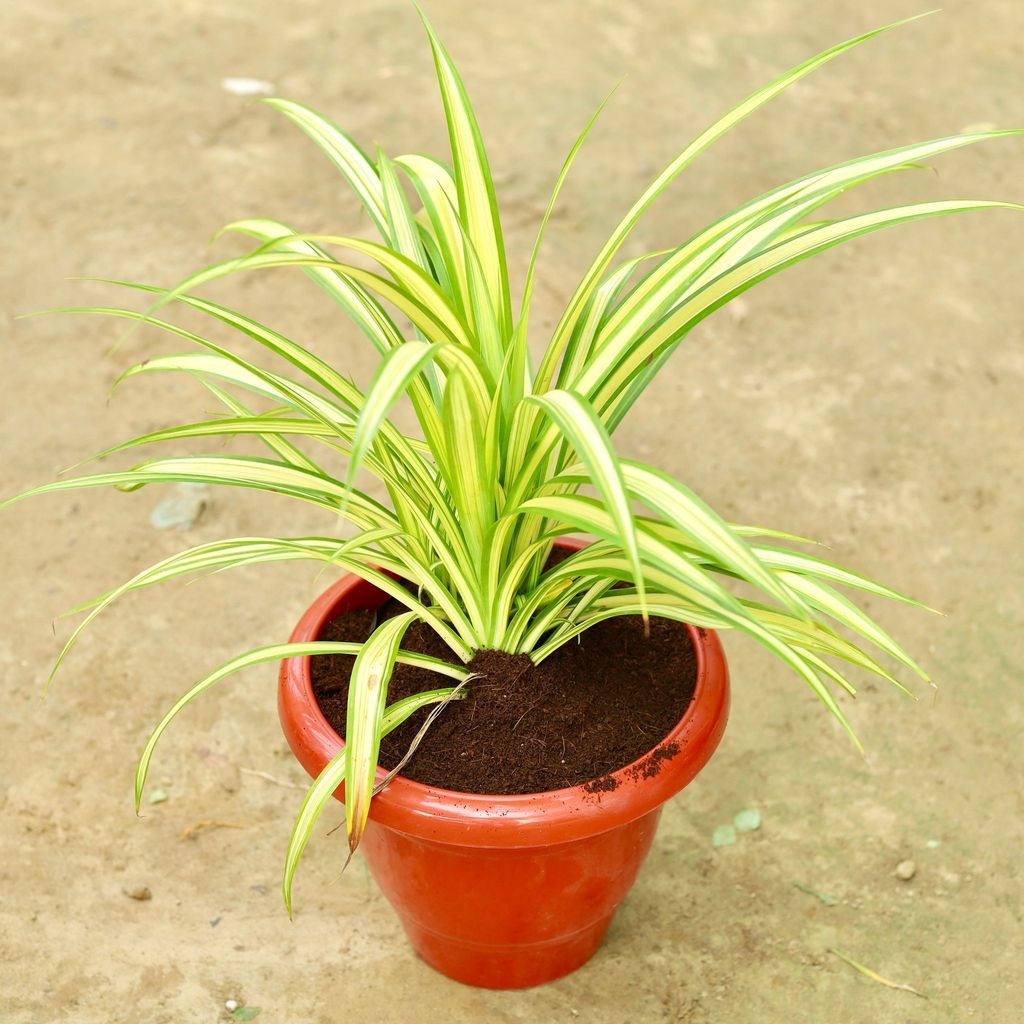 ATUL10287 - Pandanus in 10 Inch Classy Red Plastic Pot