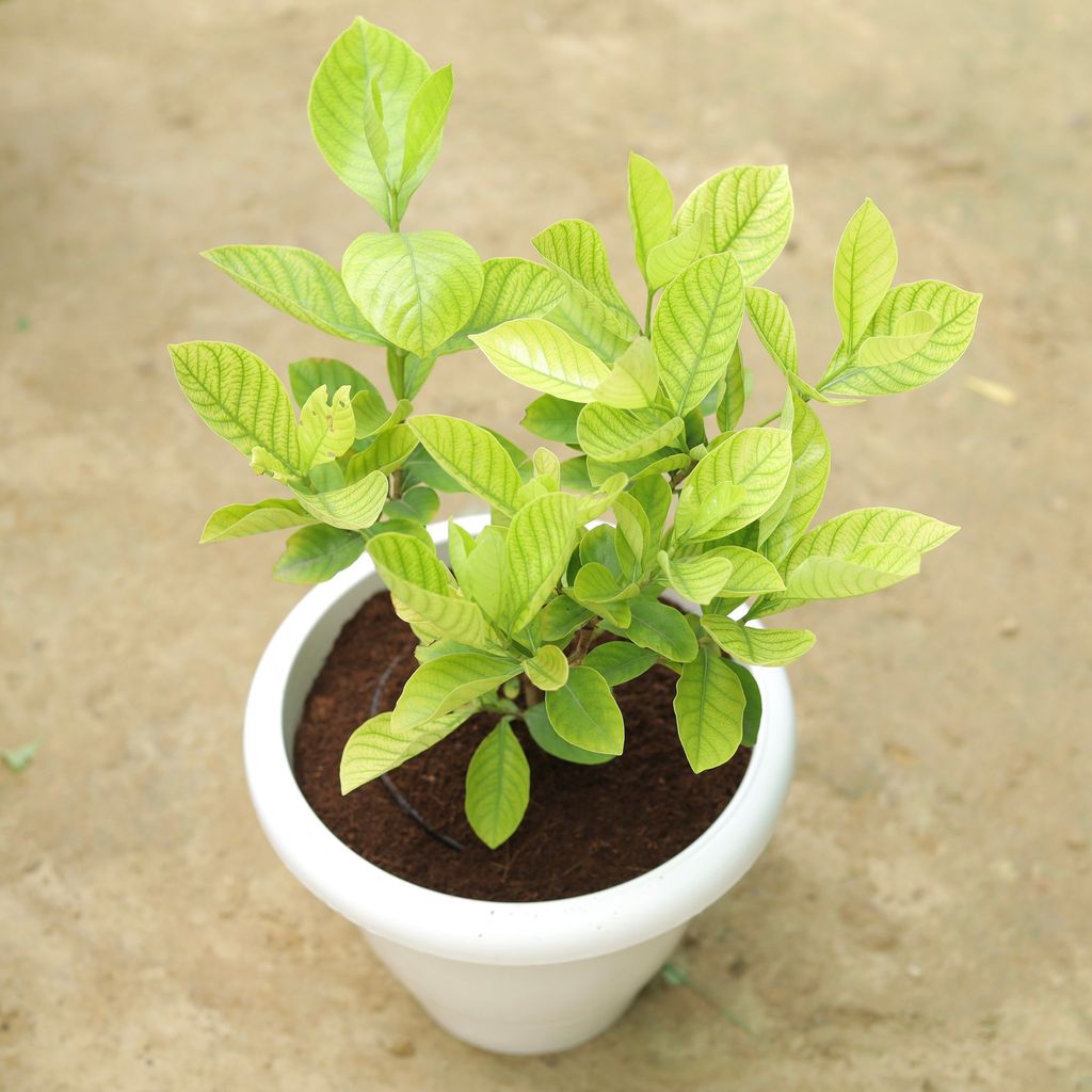 ATUL10293 - Gandhraaj / Gardenia (any colour) in 10 Inch Classy White Plastic Pot