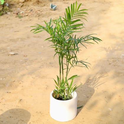 Buy Cane Palm in 11 Inch Classy White Cylindrical Fiberglass Planter Online | Urvann.com