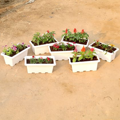 Buy Set of 7 Petunia, Vinca / Periwinkle / Sadabahar Hybrid, Salvia, Dianthus, Carnation, Celosia & Gazania (any colour) in 17 Inch White Rectangular Window Plastic Planter Online | Urvann.com