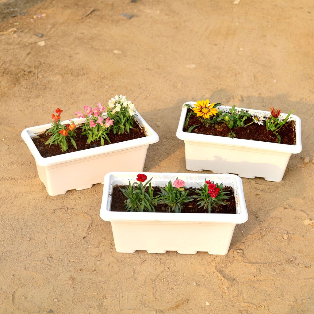 ATUL8517 - Set of 3 - Dog Flower ,Gazania & Carnation (any colour) in 17 Inch White Rectangular Window Plastic Planter