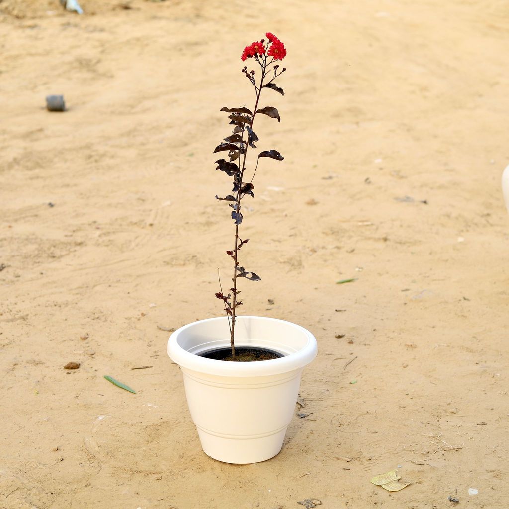 ATUL10172 - Lagerstroemia / Pride of India Red in 12 Inch Classy White Plastic Pot