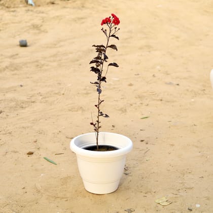 Buy Lagerstroemia / Pride of India Red in 12 Inch Classy White Plastic Pot Online | Urvann.com