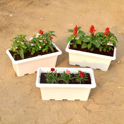 Buy Set of 3 - Vinca / Periwinkle / Sadabahar Hybrid, Salvia & Carnation (any colour) in 17 Inch White Rectangular Window Plastic Planter Online | Urvann.com