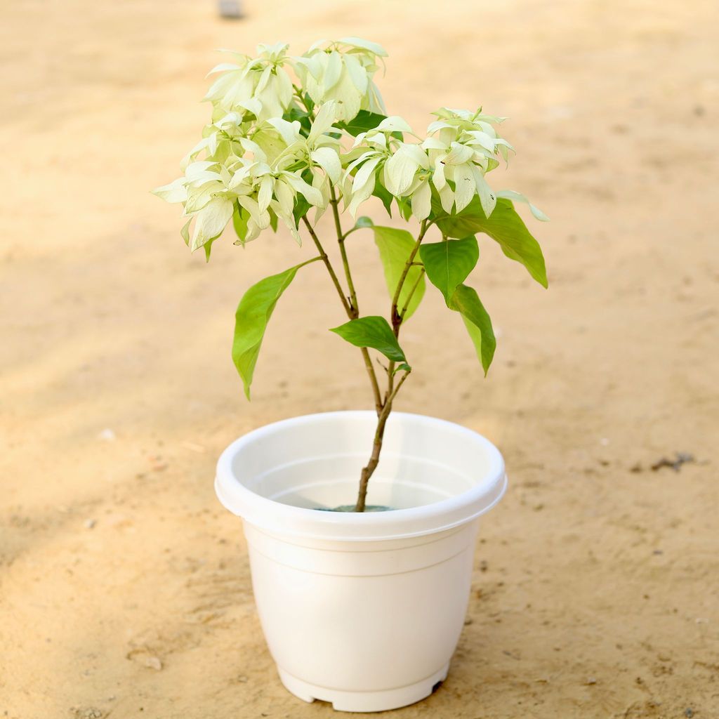 ATUL10183 - Mussaenda White in 10 Inch Classy White Plastic Pot