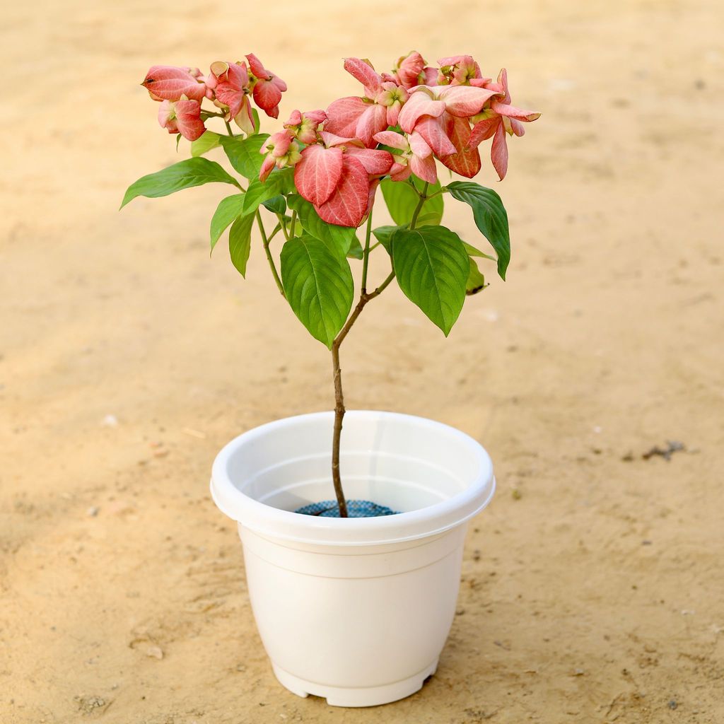 ATUL10184 - Mussaenda Pink in 10 Inch Classy White Plastic Pot