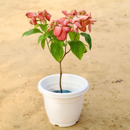 Buy Mussaenda Pink in 10 Inch Classy White Plastic Pot Online | Urvann.com