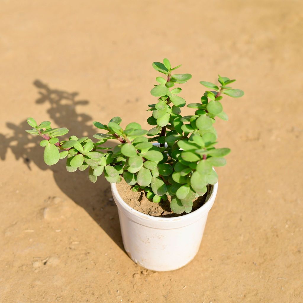 ATUL8536 - Jade in 4 Inch Classy White Glass Ceramic Pot