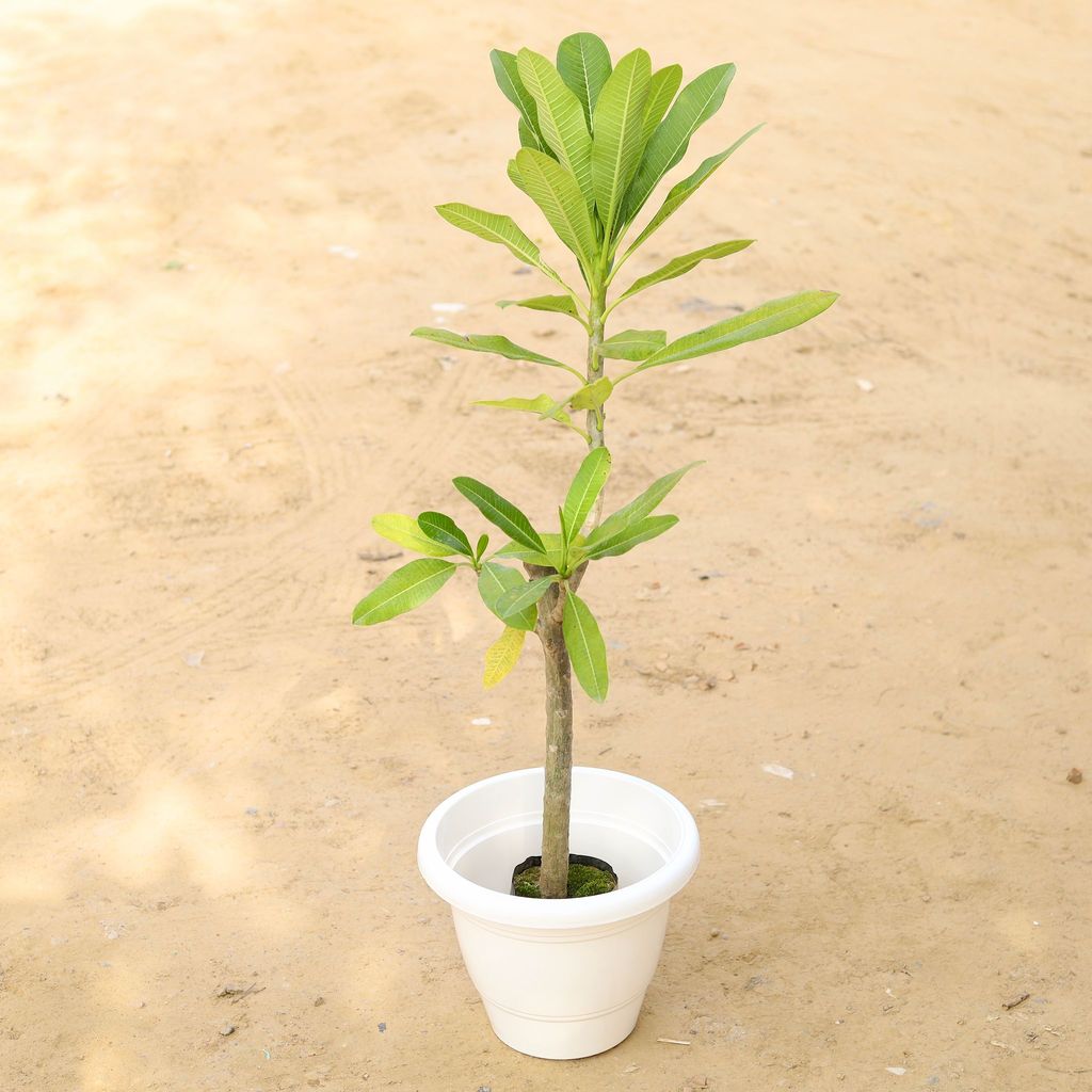 ATUL10195 - Champa / Frangipani (any colour) in 12 Inch Classy White Plastic Pot