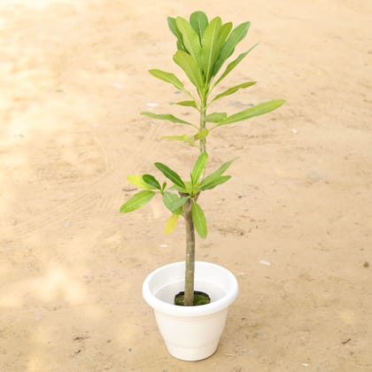 Buy Champa / Frangipani (any colour) in 12 Inch Classy White Plastic Pot Online | Urvann.com