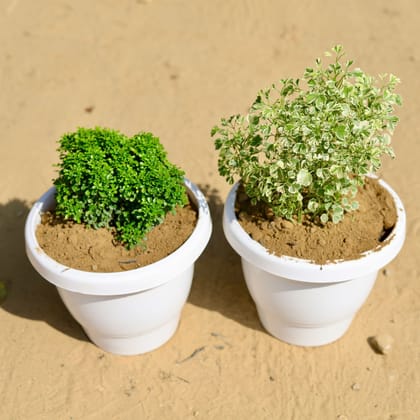 Buy Set of 2 - Table Kamini & Aralia White Green in 8 Inch Classy White Plastic Pot Online | Urvann.com