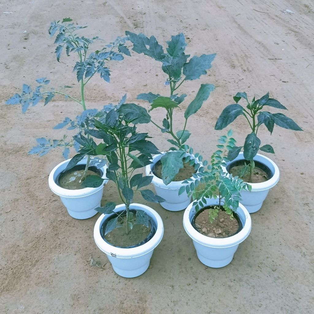 ATUL10018 - Kitchen Garden Special - Set of 5 - Brinjal, Tomato, Chilli, Curry Patta & Capsicum in 8 Inch Classy White Plastic Pot