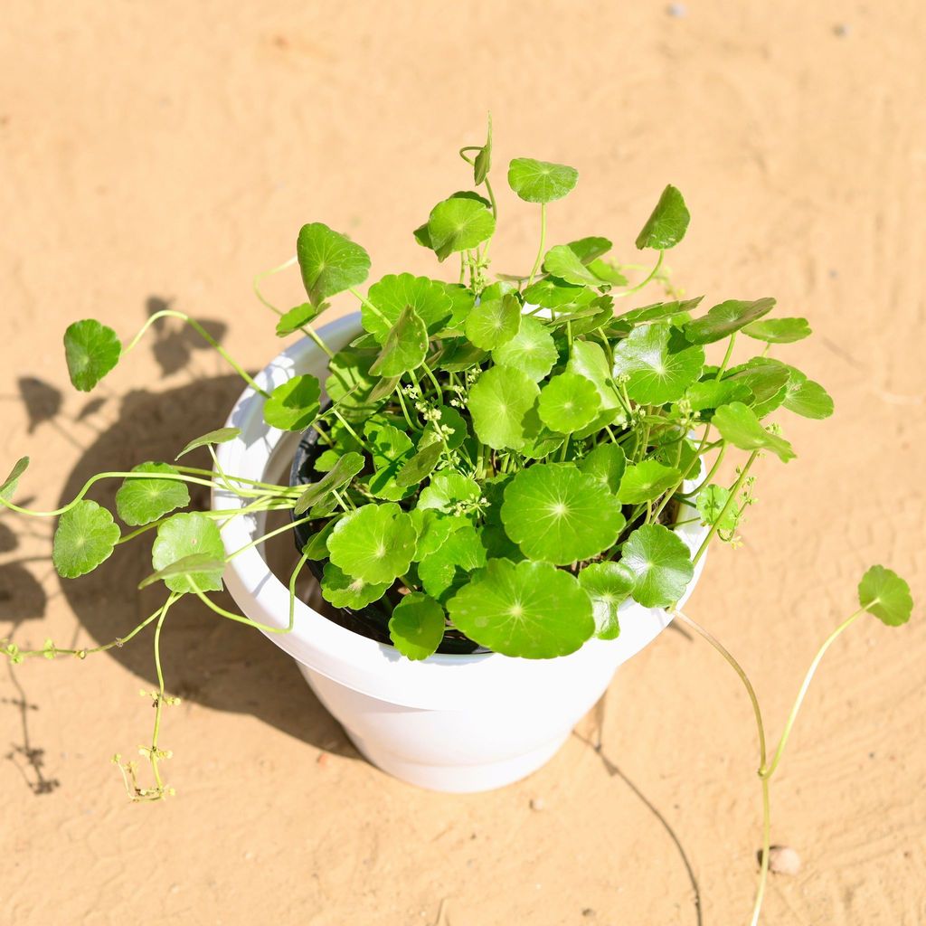 ATUL8575 - Brahmi Dollar / Pennywort / Pilea in 8 Inch Classy White Plastic Pot