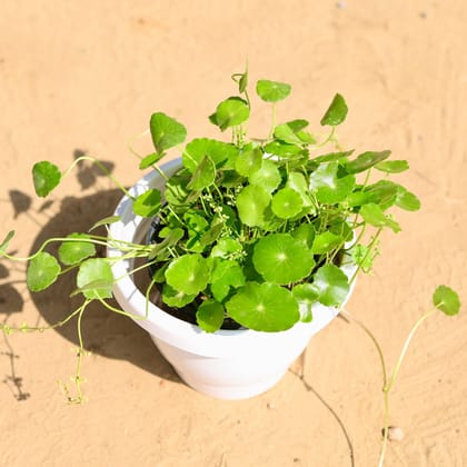 Buy Brahmi Dollar / Pennywort / Pilea  in 8 Inch Classy White Plastic Pot Online | Urvann.com