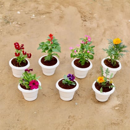 ATUL8583 - Winter Flowering Delight - Set of 7 - Dianthus, Salvia, Periwinkle / Sadabahar / Vinca, Marigold, Petunia, Pansy & Gazania (any colour) in 8 Inch Classy White Plastic Pot