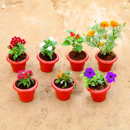 ATUL8600 - Winter Flowering Steal - Set of 7 - Dianthus, Salvia, Periwinkle / Sadabahar / Vinca, Marigold, Petunia, Dog Flower & Gazania (any colour) in 6 Inch Classy Red Plastic Pot