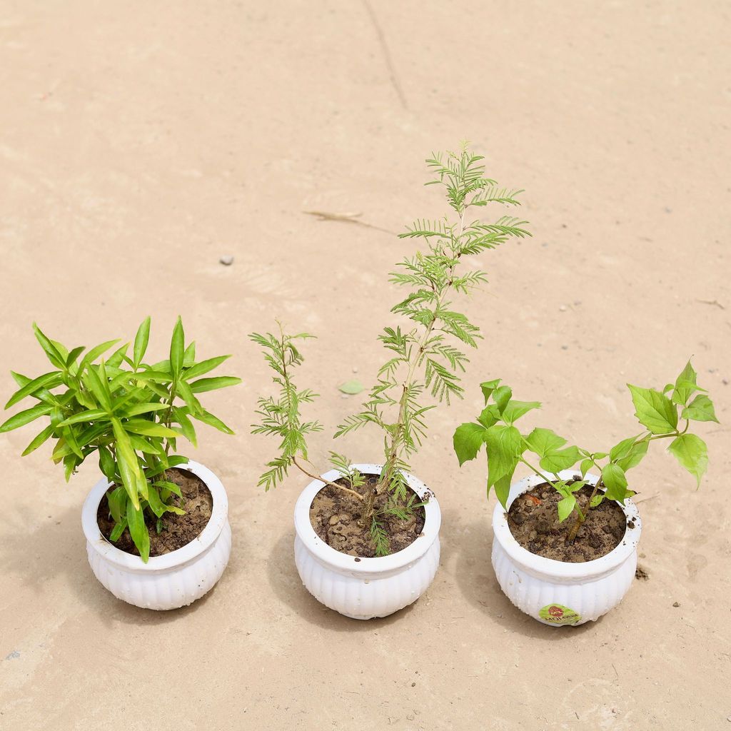 ATUL9958 - Set of 3 - Sukh Shanti, Harsingar / Parijaat (any colour) & Shami Plant in 4 Inch Classy Matki Designer Plastic Pot (any colour)