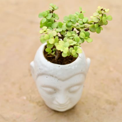 ATUL12324 - Lucky Jade in 3 Inch Buddha Ceramic Planter (any colour)