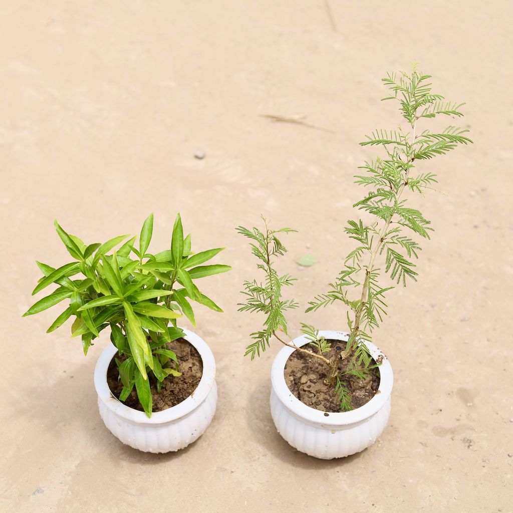 ATUL9817 - Set of 2 - Sukh Shanti & Shami Plant in 4 Inch Classy Matki Designer Plastic Pot (any colour)