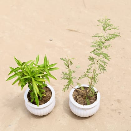 Buy Set of 2 - Sukh Shanti & Shami Plant in 4 Inch Classy Matki Designer Plastic Pot (any colour) Online | Urvann.com