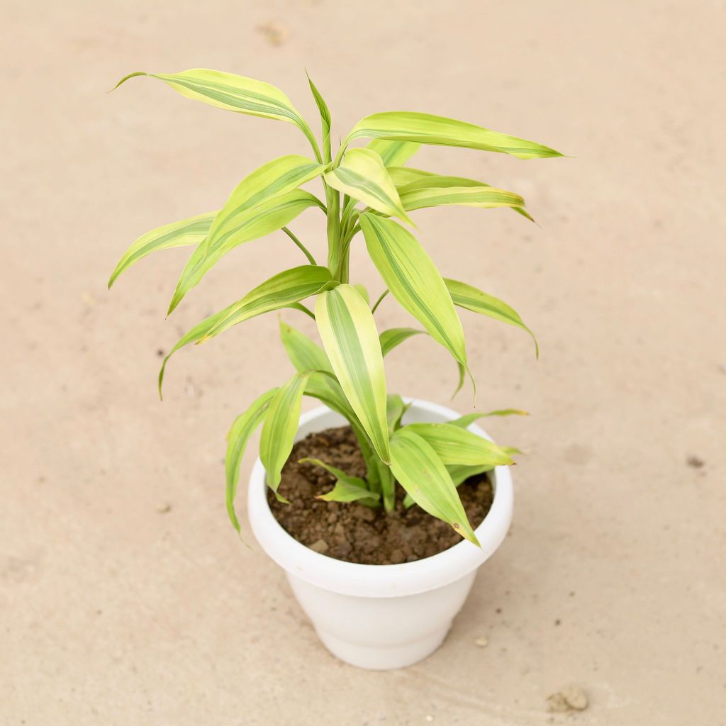 ATUL9827 - Golden Lucky Bamboo in 8 Inch Classy White Plastic Pot