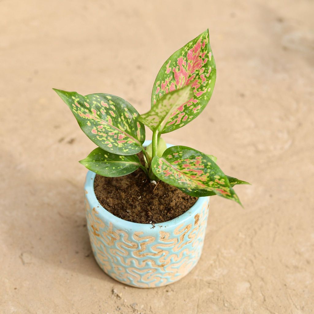 ATUL9828 - Aglaonema Pink Dalmatian in 4 Inch Classy Round Designer Ceramic Pot (any color & design)