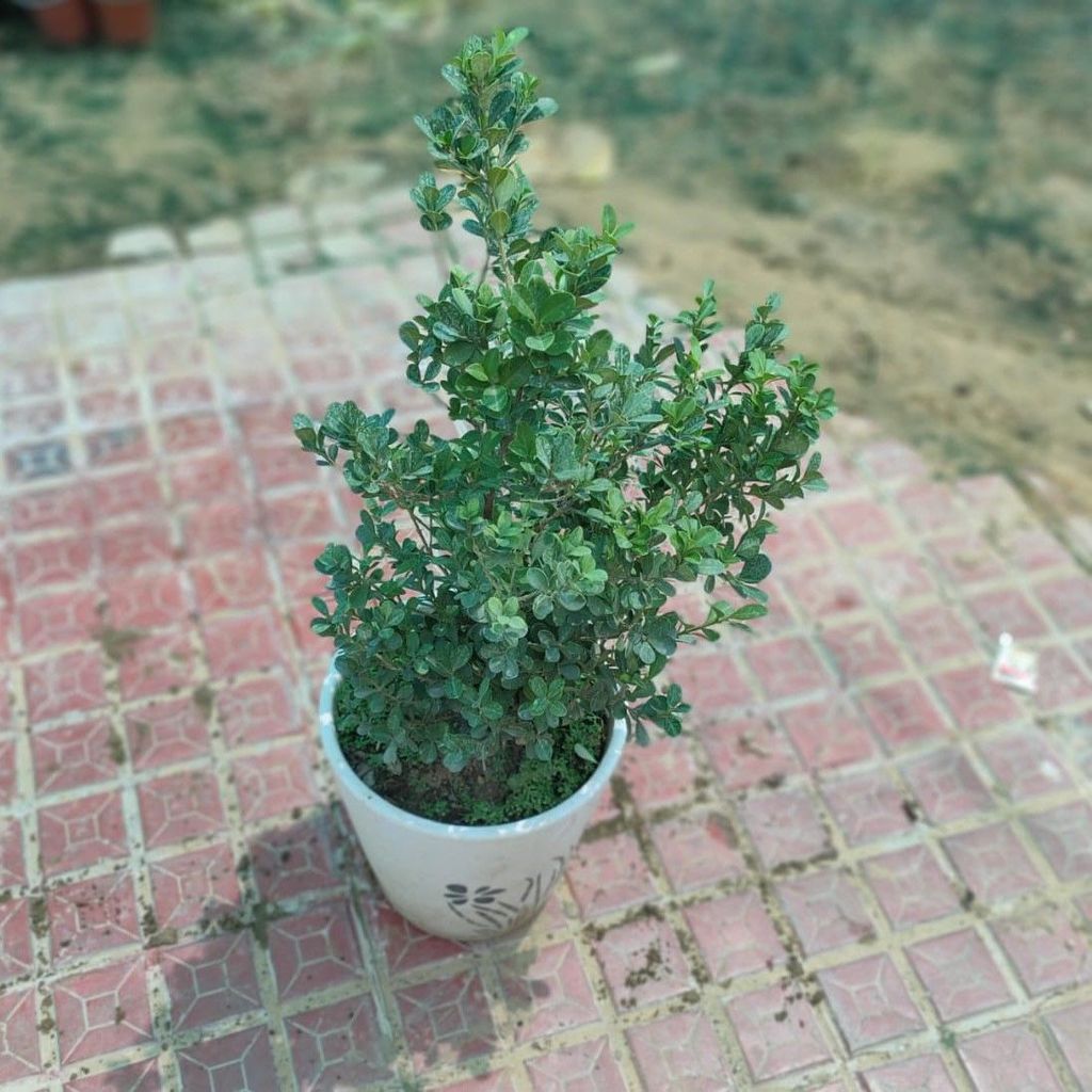 ATUL12364 - Buxus / Box Wood in 10 Inch Ceramic Pot