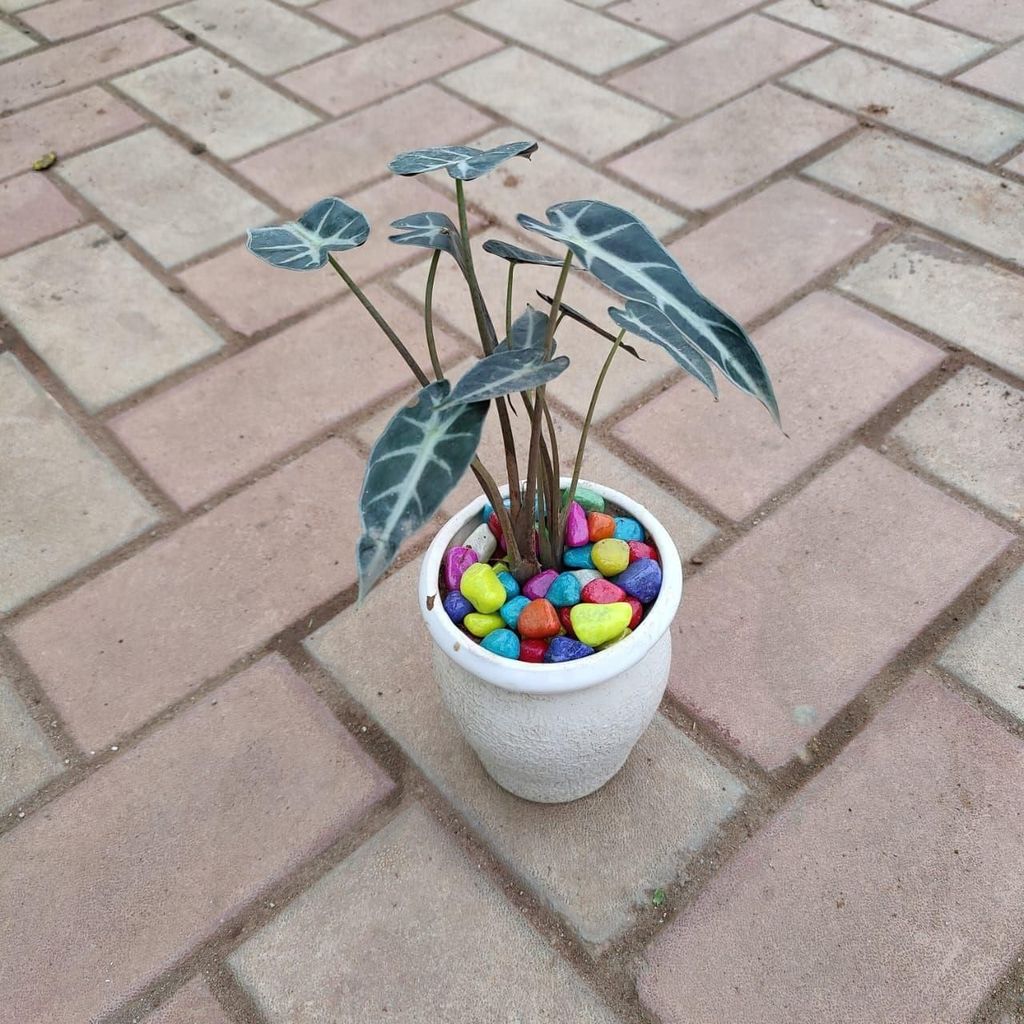 ATUL12203 - Alocasia Wentaii / Guinea Shield in 3 Inch Ceramic Pot