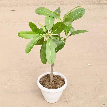 Buy Champa White in 8 Inch Classy White Plastic Pot Online | Urvann.com