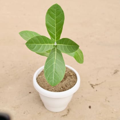 Buy Aak Plant in 8 Inch Classy White Plastic Pot Online | Urvann.com