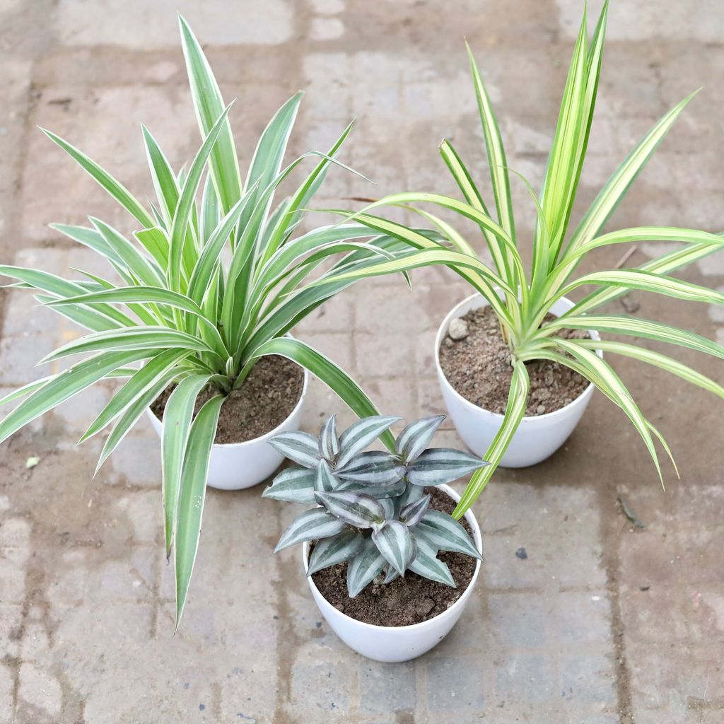 ATUL9706 - Set of 3 - Spider, Pandanus & Wandering Jew in 4 Inch White Classy Premium Cup Plastic Pot