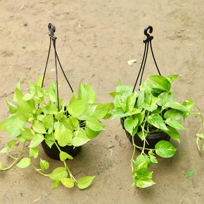 Buy Set of 2 - Money Plant (Golden & Green) in 8 inch Hanging Pot (any colour) Online | Urvann.com