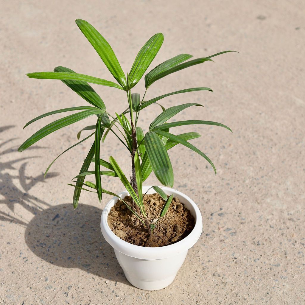 ATUL9758 - Rhapis Palm in 8 inch Classy White Plastic Pot