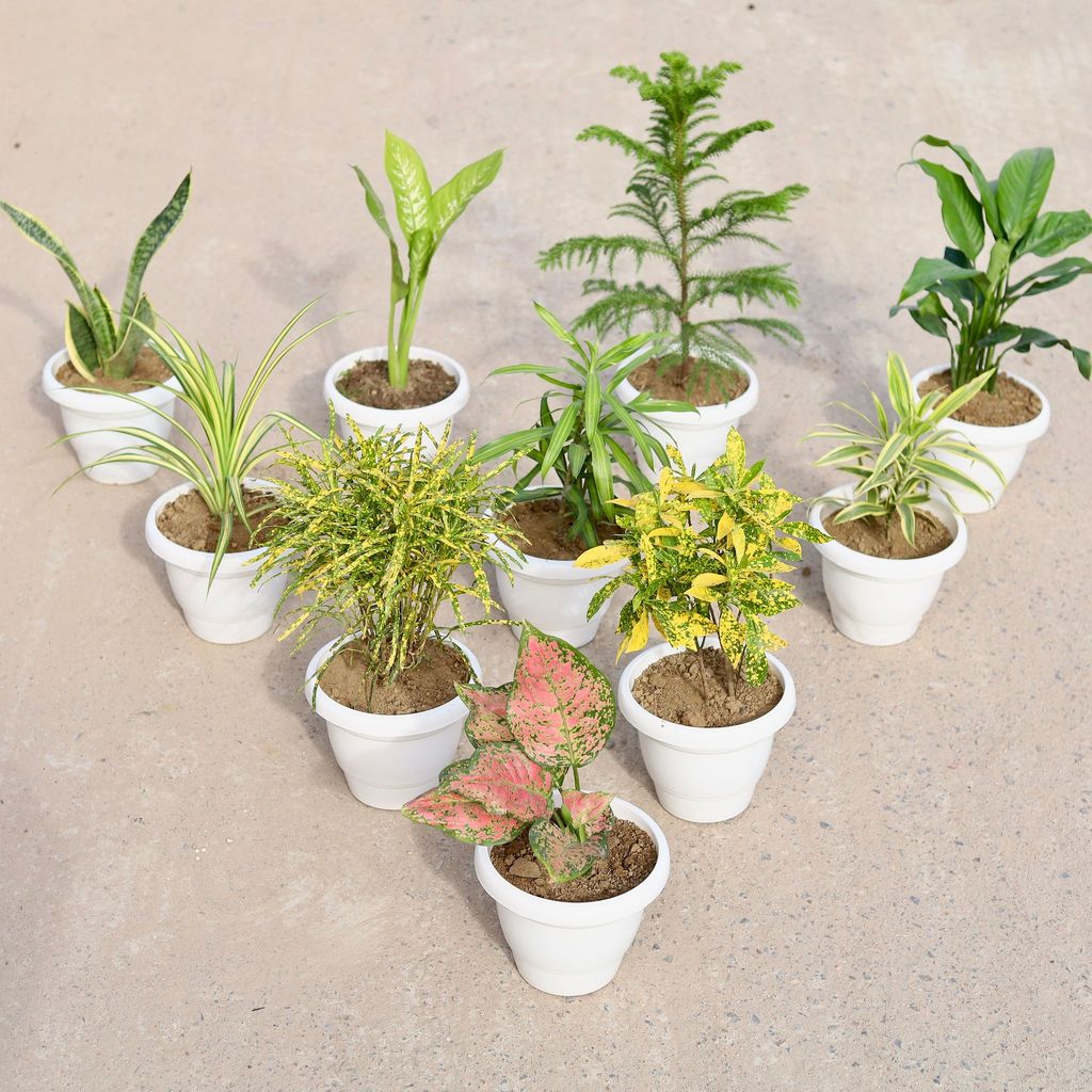 ATUL9767 - Large Indoor Jungle - Set of 10 - Snake Golden Dwarf, Dieffenbachia Snow, Peace Lily (any colour), Araucaria / Christmas Tree, Pandanus , Dracaena Messenger, Song of India, Aglaonema Anyanmanee Chironji & Baby Croton in 8 inch Classy White Plastic Pot