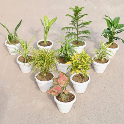 Buy Set of 10 - Snake Golden Dwarf, Dieffenbachia Snow, Peace Lily (any colour), Araucaria / Christmas Tree, Pandanus / Screw pine, Dracaena Messenger, Song of India, Aglaonema Anyanmanee Chironji & Baby Croton in 8 inch Classy White Plastic Pot Online | Urvann.com