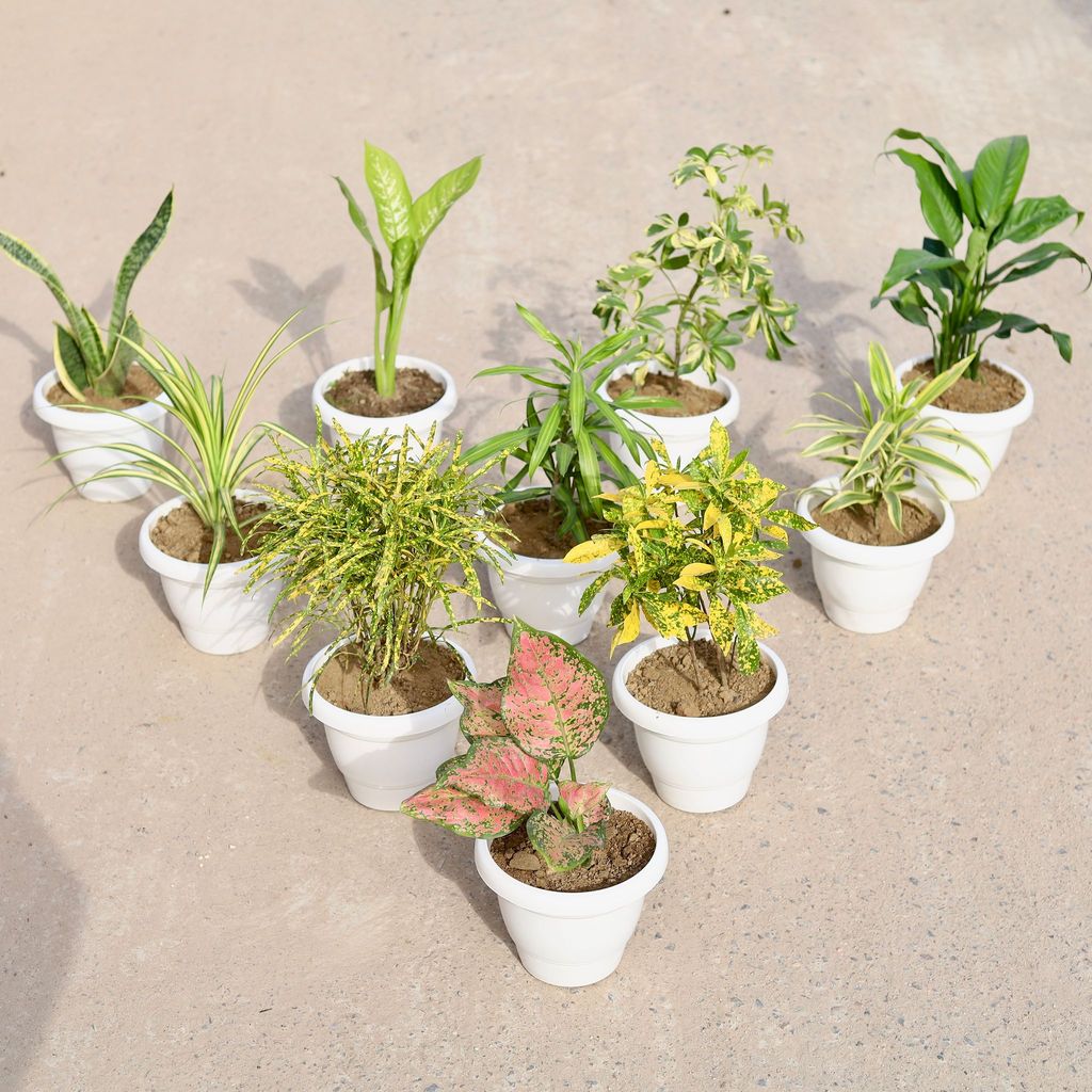 ATUL9769 - Large Indoor Garden - Set of 10 - Snake Golden Dwarf, Dieffenbachia Snow, Peace Lily (any colour), Schefflera variegated, Pandanus , Dracaena Messenger, Song of India, Aglaonema Anyanmanee Chironji & Baby Croton in 8 inch Classy White Plastic Pot