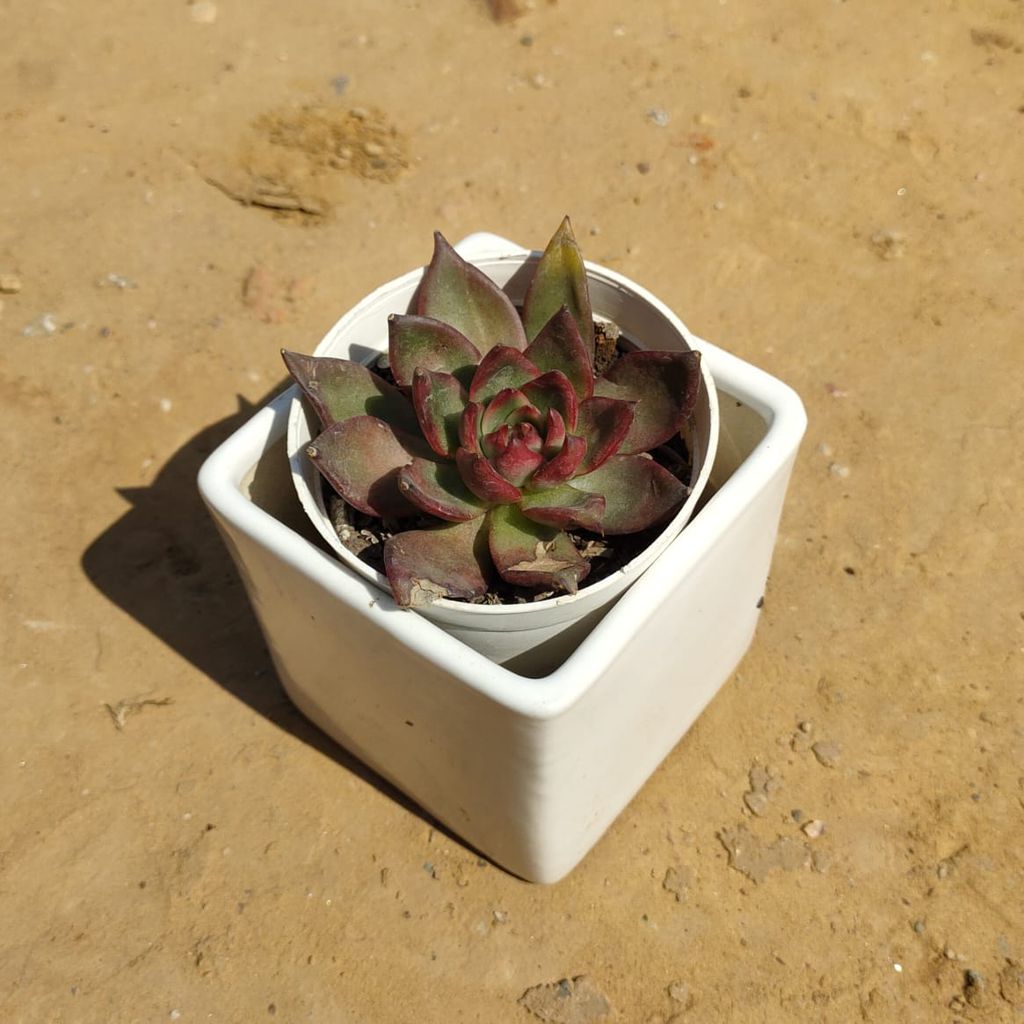 ATUL12185 - Agave Red Succulent in 4 Inch Square Ceramic Pot