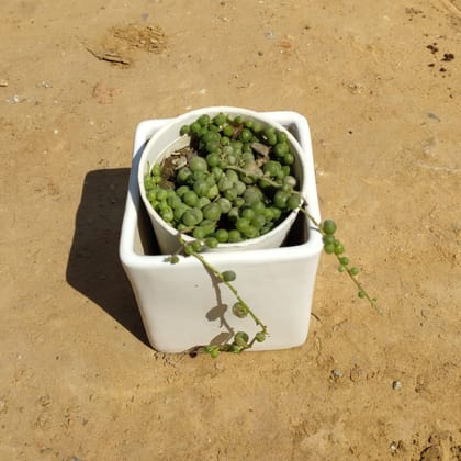 Buy Strings of Pearls in 4 Inch Square Ceramic Pot Online | Urvann.com