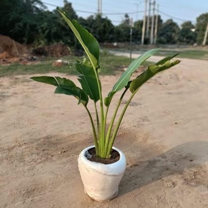 ATUL12029 - Traveller Palm in 13 Inch Fiberglass Planter