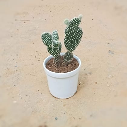 Buy Bunny Ear Cactus in 4 Inch Classy White Glass Ceramic Pot Online | Urvann.com