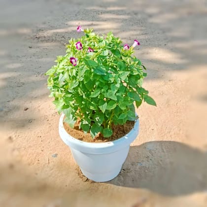 Buy Torenia / Wishbone (any colour) in 8 Inch White Nursery Pot Online | Urvann.com