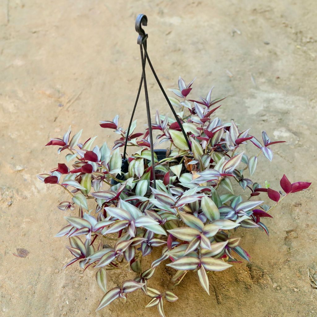 ATUL9552 - Wandering Jew in 8 Inch Hanging Basket (any colour)