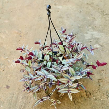 Buy Wandering Jew in 8 Inch Hanging Basket (any colour) Online | Urvann.com