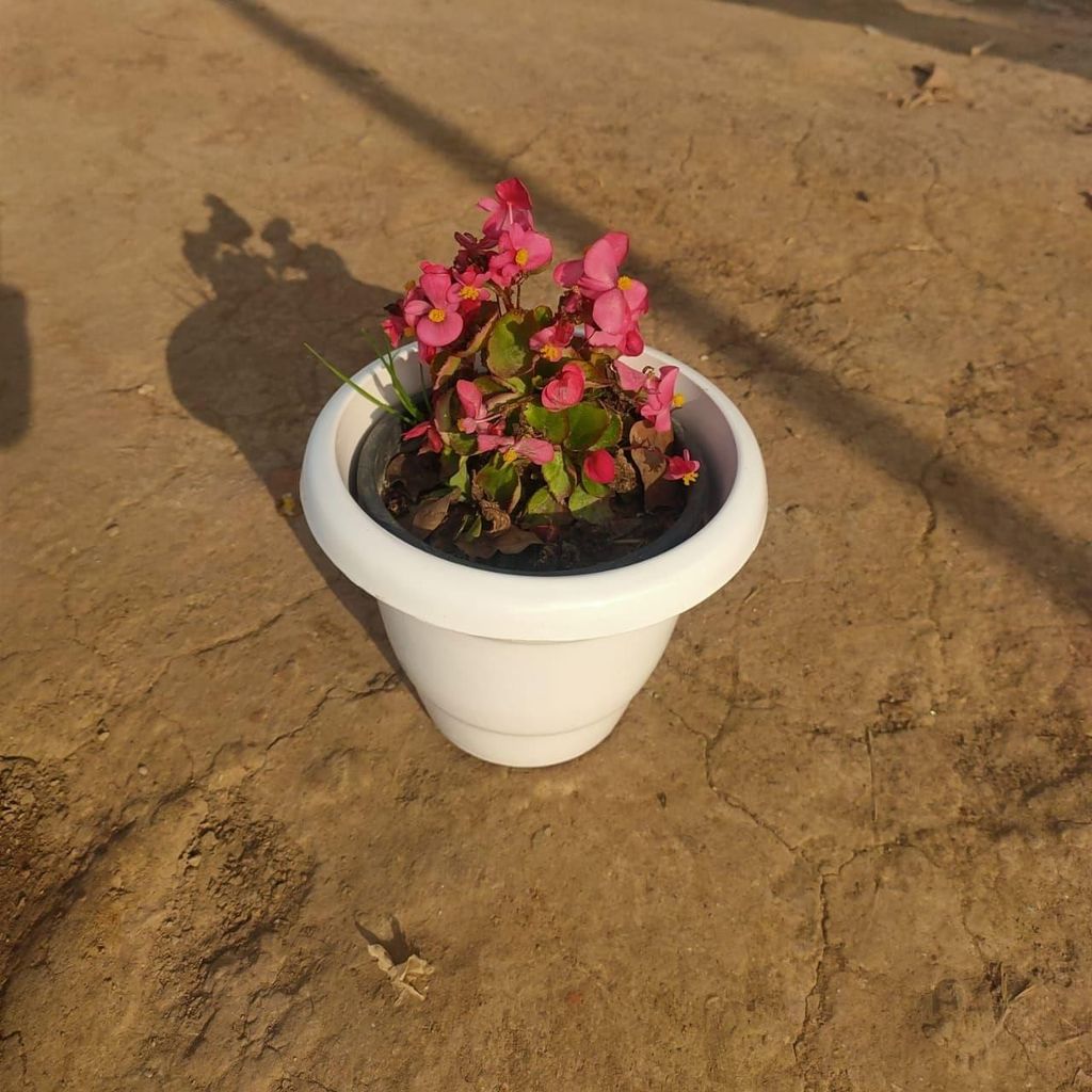 ATUL11856 - Begonia Pink in 6 Inch Classy White Plastic Pot