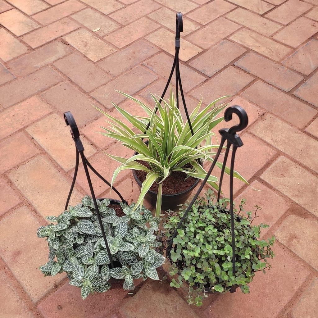 ATUL11701 - Set of 3 - Hanging Plants (Fittonia, Turtle Vine & Spider) in 6 Inch Hanging Basket (any colour)