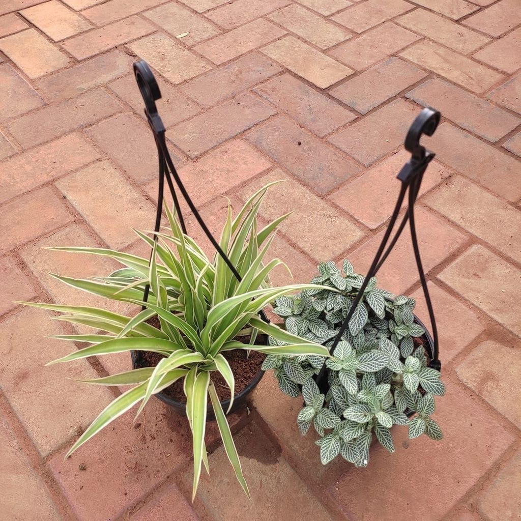 ATUL11709 - Set Of 2 - Hanging Plant (Spider & Fittonia / Nerve Plant) in 6 Inch Hanging Basket (any colour)