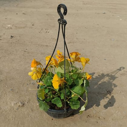 Buy Nasturtium Yellow in 8 Inch Hanging Basket Online | Urvann.com